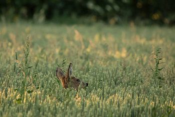 Rehbock in der Mitte eines Getreidefeldes