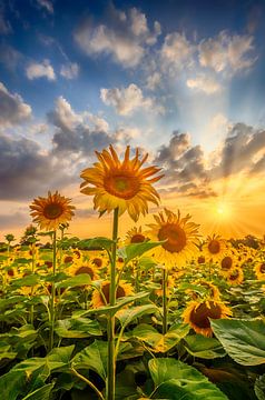 Sonnenblumen-Idylle am Abend von Melanie Viola