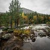 Wald und Fluss in Südnorwegen von Mickéle Godderis