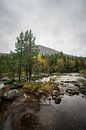 Wald und Fluss in Südnorwegen von Mickéle Godderis Miniaturansicht