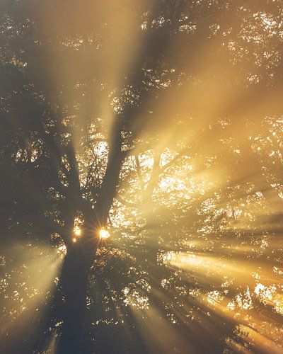Autumn sun by Sander Ros