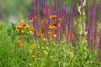 Summer meadow with asters and sage