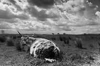 Schotse Hooglander - Tiengemeten