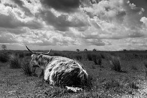 Schottischer Hochländer - Tiengemeten