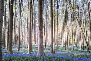 Märchenhaftes Hallerbos I - Hyazinthenfest 2025