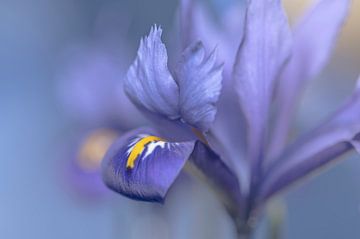 Blauwe Iris van Foto A de Jong