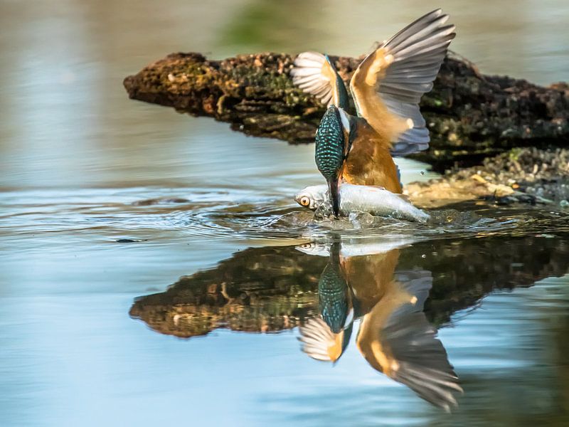 Kingfisher reflection by Linda Raaphorst