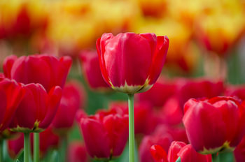 Holländische Tulpen in der Morgensonne.