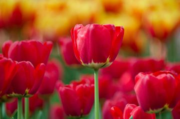 Des tulipes hollandaises dans le soleil du matin. sur Joyce Derksen