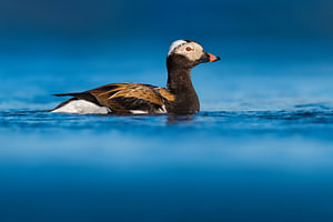 Reiherente, Clangula hyemalis