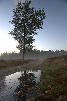 A reflection on an early autumn morning