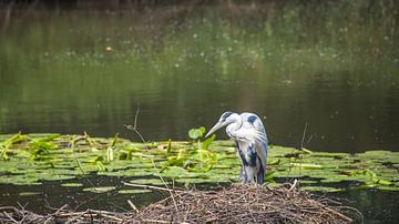 Blauwe reiger op nest, water en waterlelies in achtergrond van Robert Coolen