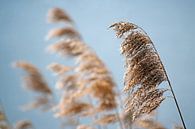 Common reed (phragmites australis) dry seed heads in spring against a blue sky, nature background, s by Maren Winter thumbnail