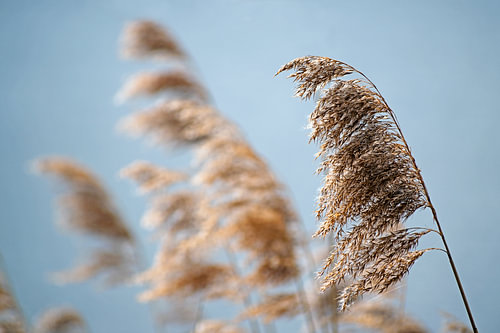 Gewöhnliches Schilfrohr (Phragmites australis) trockene Samenköpfe im Frühling vor blauem Himmel, Na