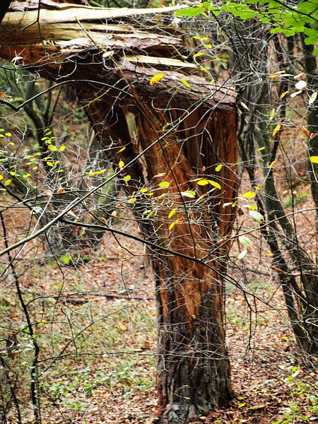 Geknakte boom by Rinke Velds