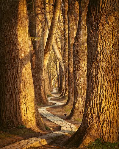 Winding path in Regensburg