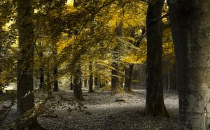 Shadows in the Trees