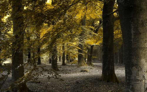 Shadows in the Trees