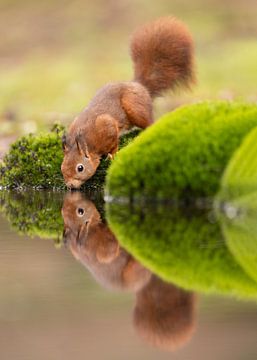 Red squirrel - reflection by Liesbeth Steller