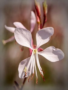 Gaura