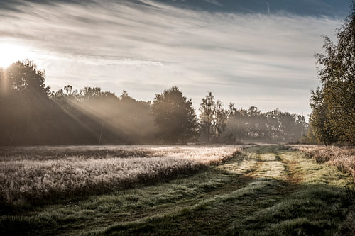 Sonnenstrahlen durch den Morgennebel über einem stillen Waldrand