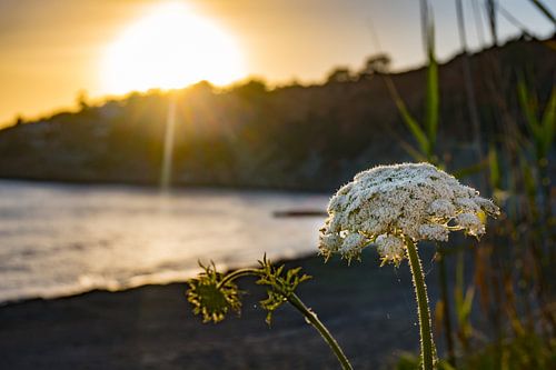 Sunset on Ibiza with white flowers