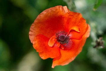 Red Poppy close-up van Johan Slagers
