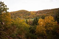 muur van herfst kleuren