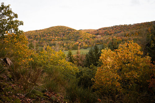 wall of autumn colours