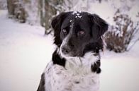 Dog in snow / Dog in snow by Henk de Boer thumbnail