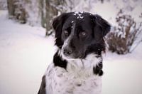 Dog in snow / Dog in snow