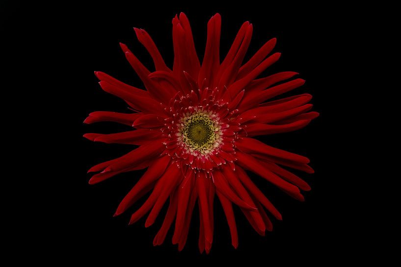 Gerbera, rouge par Tanja van Beuningen