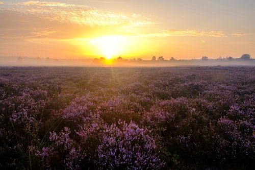Lever de soleil dans un paysage de landes avec des bruyères en fleurs