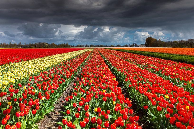 Tulip field Lisse by Martijn Schruijer