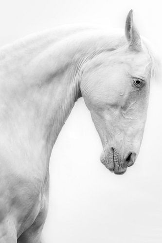 Stoer Fine Art portret wit paard zwart-wit van Shirley van Lieshout
