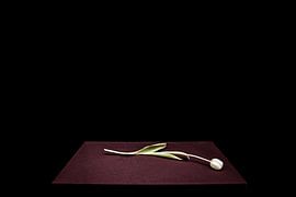 Tulip  by Harald Verbraak