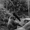 Gorilla aap  van Mignon Goossens