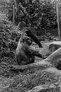 Gorilla aap  by Mignon Goossens thumbnail