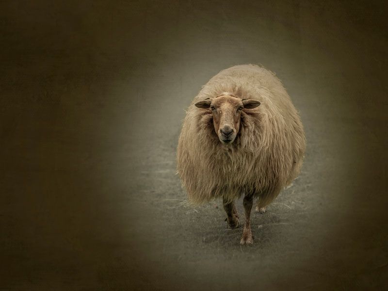 "I see you." Sheep in the meadow. Impressionism. by Alie Ekkelenkamp