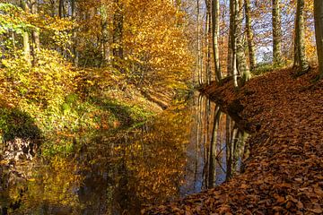 Herfst in het bos van Peter Schickert