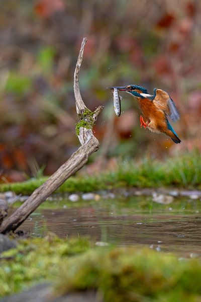 Martin-pêcheur par Andreas Müller
