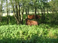 In de schaduw