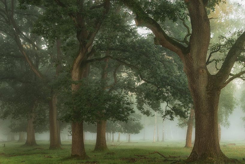 Oak Frame by Ellen Borggreve