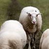 Moutons à Broekpolder Vlaardingen sur Peter de Kievith Fotografie