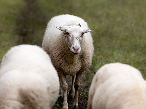 Schapen in Broekpolder Vlaardingen