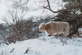 Schotse Hooglander in de sneeuw van Jonai