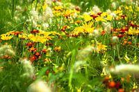 Field of flowers