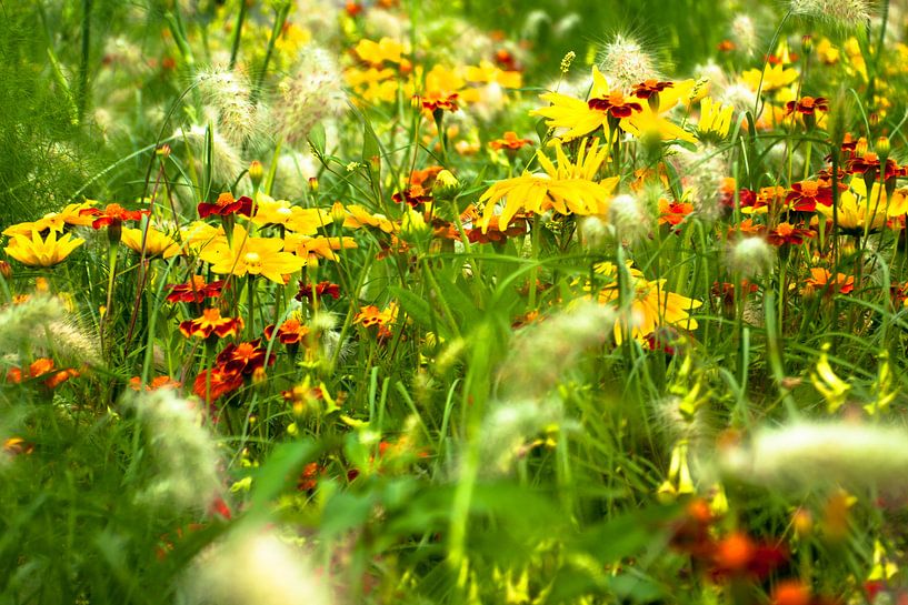 Field of flowers by Ruud van Ravenswaaij