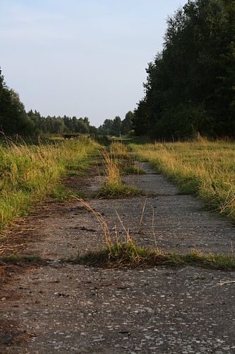 Verlaten pad – overwoekerd asfalt tussen de bomen