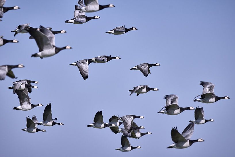 White-cheeked Geese by Thomas Marx